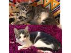 Marbles & Tag Domestic Mediumhair Kitten Female
