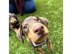 Fumble Doberman Pinscher Puppy Male