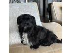 Cole Shih Tzu Young Male