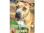 Coconut Clouds American Pit Bull Terrier Adult Female