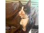 Pancho Domestic Shorthair Adult Male