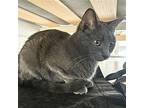 Florence & the Meowchine Domestic Shorthair Young Female