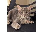 Shelley Domestic Shorthair Kitten Female