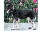 Sassy von Salm German Shepherd Dog Adult Female