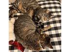 Leo (& Oliver) Declawed Domestic Shorthair Adult Male