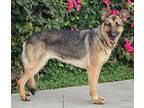 Ginger von Giesdorf German Shepherd Dog Adult Female