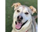 Max, Labrador Retriever For Adoption In Sacramento, California