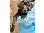 Hoops, Labrador Retriever For Adoption In Eugene, Oregon