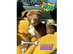 Hemi, American Pit Bull Terrier For Adoption In Riverside, California