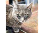 Tanner (2 Pending Applications), Domestic Shorthair For Adoption In Denver