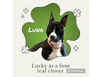 Luna, American Pit Bull Terrier For Adoption In Moberly, Missouri