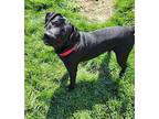 Jobie, Labrador Retriever For Adoption In Moberly, Missouri