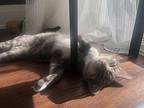 Gregory, Domestic Shorthair For Adoption In Toronto, Ontario