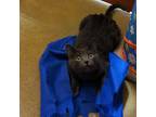 Seiko, Domestic Shorthair For Adoption In Toronto, Ontario