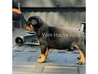Rottweiler Puppy for sale in Loxahatchee, FL, USA