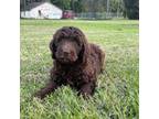 Ross (F1b-labradoodle)