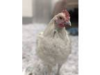 Duchess, Chicken For Adoption In Guelph, Ontario