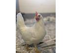 Lady Cluck, Chicken For Adoption In Guelph, Ontario