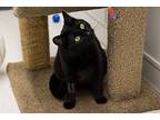 Weefi, Domestic Shorthair For Adoption In Squamish, British Columbia