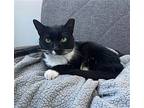 Petunia, Domestic Shorthair For Adoption In Philadelphia, Pennsylvania