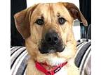 Duke, Labrador Retriever For Adoption In Elyria, Ohio