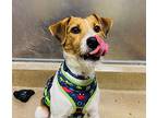 Skittles, Jack Russell Terrier For Adoption In Edmonton, Alberta
