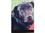 Bear, Labrador Retriever For Adoption In Brattleboro, Vermont