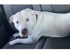 Whitey, American Staffordshire Terrier For Adoption In White Cloud, Michigan
