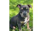 Kahlua, American Pit Bull Terrier For Adoption In Citrus Heights, California
