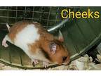 Cheeks, Hamster For Adoption In Willcox, Arizona