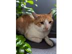 Grayson, Domestic Shorthair For Adoption In Columbia, South Carolina