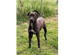 Charlie, Labrador Retriever For Adoption In Little Rock, Arkansas