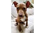 Rayne, American Staffordshire Terrier For Adoption In Columbia, South Carolina