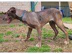 Pogo, Labrador Retriever For Adoption In Little Rock, Arkansas