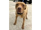 Little Fella, American Pit Bull Terrier For Adoption In Cibolo, Texas