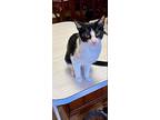 Socks, American Shorthair For Adoption In Olive Branch, Mississippi