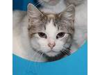 Sarsaparilla, Domestic Shorthair For Adoption In Prole, Iowa