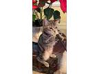 Peewee, American Shorthair For Adoption In Olive Branch, Mississippi