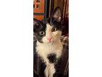 Pepper, American Shorthair For Adoption In Olive Branch, Mississippi