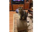 Dallas, American Shorthair For Adoption In Olive Branch, Mississippi