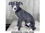 Krystal, Terrier (unknown Type, Small) For Adoption In Shreveport, Louisiana