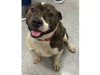 Big Boy, Terrier (unknown Type, Small) For Adoption In Shreveport, Louisiana