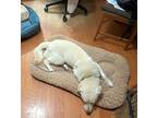 Oso - In A Pasadena Foster Home, Labrador Retriever For Adoption In Apple