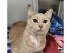 Neato Bandito, Domestic Shorthair For Adoption In Baltimore, Maryland