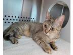 Whisker Warrior 2, Domestic Shorthair For Adoption In Baltimore, Maryland