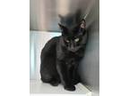 Whisker Warrior 1, Domestic Shorthair For Adoption In Baltimore, Maryland