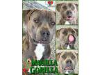 Magilla Gorilla American Pit Bull Terrier Adult Male