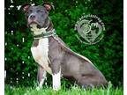 Zen, American Pit Bull Terrier For Adoption In Newport, Kentucky