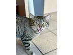 Ayabe, Domestic Shorthair For Adoption In Wausau, Wisconsin