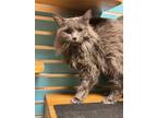 Hildy, Domestic Longhair For Adoption In Wausau, Wisconsin